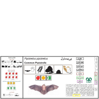 گونه خفاش لب‌ کوتاه Common Pipistrelle 